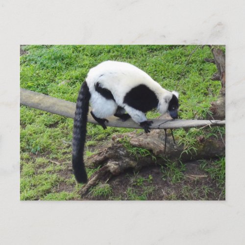 Black_and_white Ruffed Lemur 2 Postcard