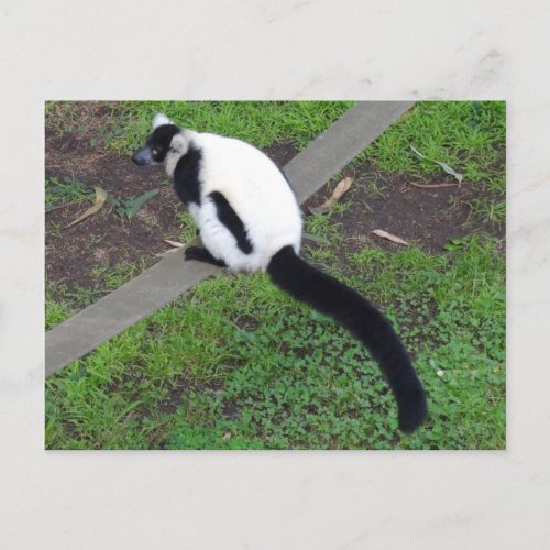 Black_and_white Ruffed Lemur 3 Postcard