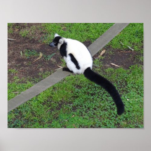 Black_and_white Ruffed Lemur 3 Poster