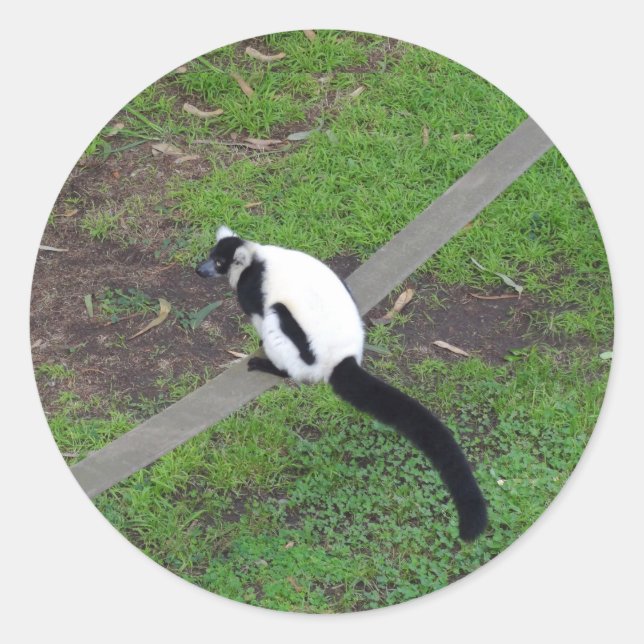 Black-and-white Ruffed Lemur #3 Stickers (Front)