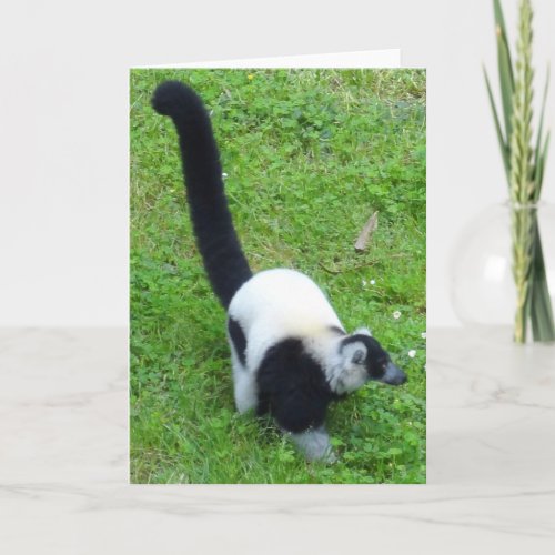 Black_and_white Ruffed Lemur 4 Card