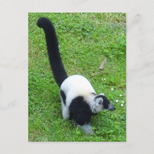 Black_and_white Ruffed Lemur 4 Postcard
