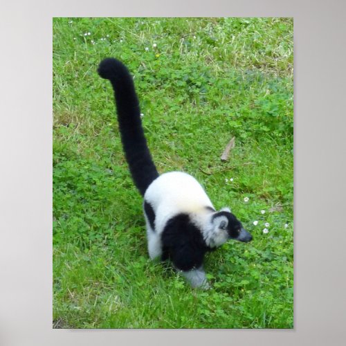 Black_and_white Ruffed Lemur 4 Poster