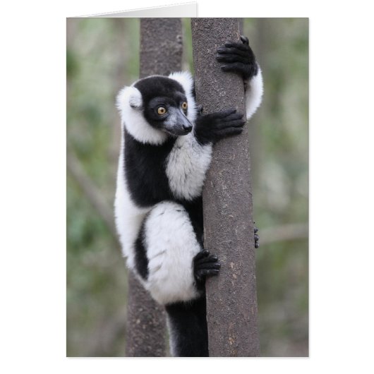 Black and White Ruffed Lemur on Tree (Front)