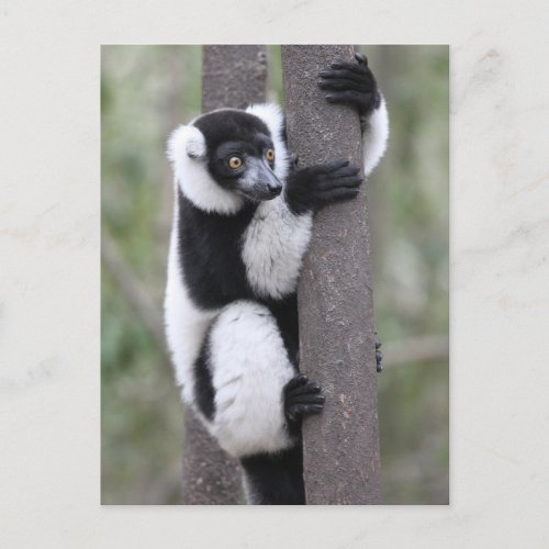 Black and White Ruffed Lemur on Tree Postcard