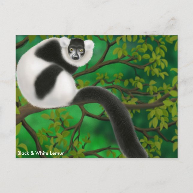 Black and White Ruffed Lemur Postcard (Front)