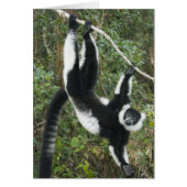 Black and White Ruffed Lemur, (Varecia (Front)