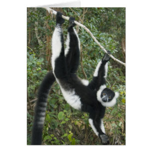Black and White Ruffed Lemur, (Varecia