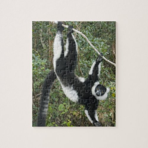 Black and White Ruffed Lemur Varecia Jigsaw Puzzle