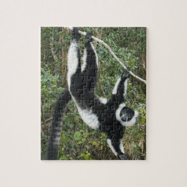 Black and White Ruffed Lemur, (Varecia Jigsaw Puzzle (Vertical)