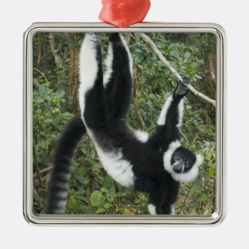 Black and White Ruffed Lemur Varecia Metal Ornament