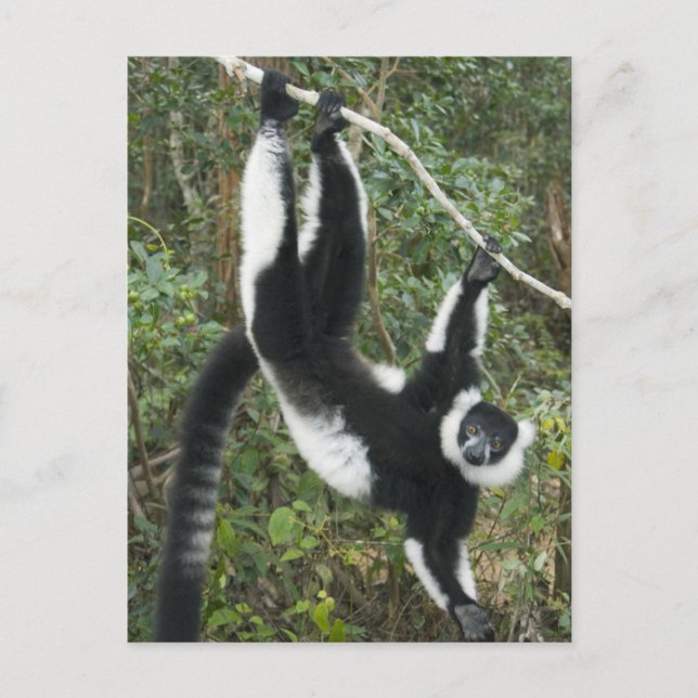 Black and White Ruffed Lemur, (Varecia Postcard (Front)