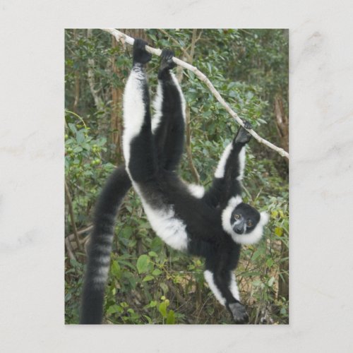 Black and White Ruffed Lemur Varecia Postcard