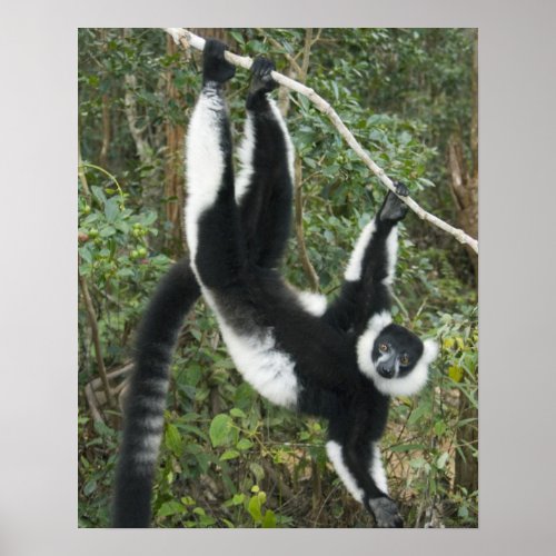 Black and White Ruffed Lemur Varecia Poster