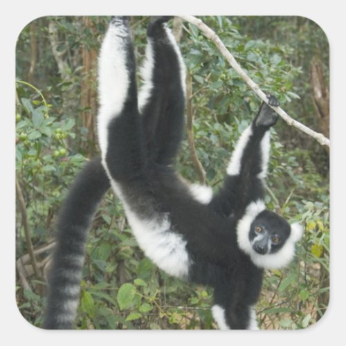 Black and White Ruffed Lemur Varecia Square Sticker