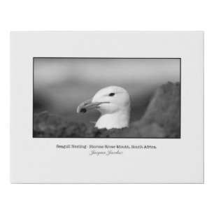 Black and White Seagull Nesting Faux Canvas Print