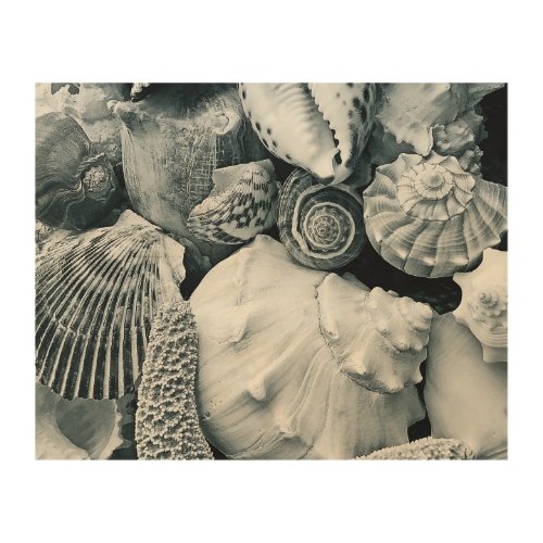 Black and White Seashell Photography Wood Wall Art