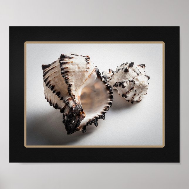 Black and White Seashell Tropical Printable Art  Poster (Front)
