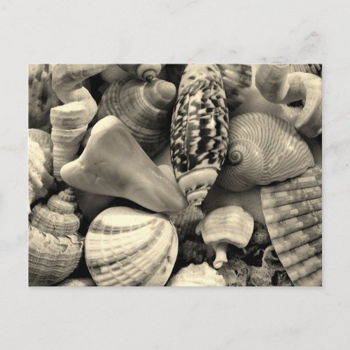 Black and White Seashells Blank Postcard