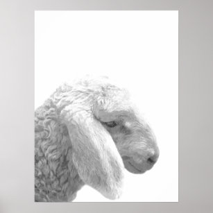 Black and white sheep farm animal portrait poster