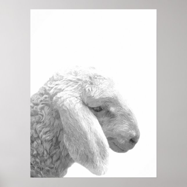 Black and white sheep farm animal portrait poster (Front)