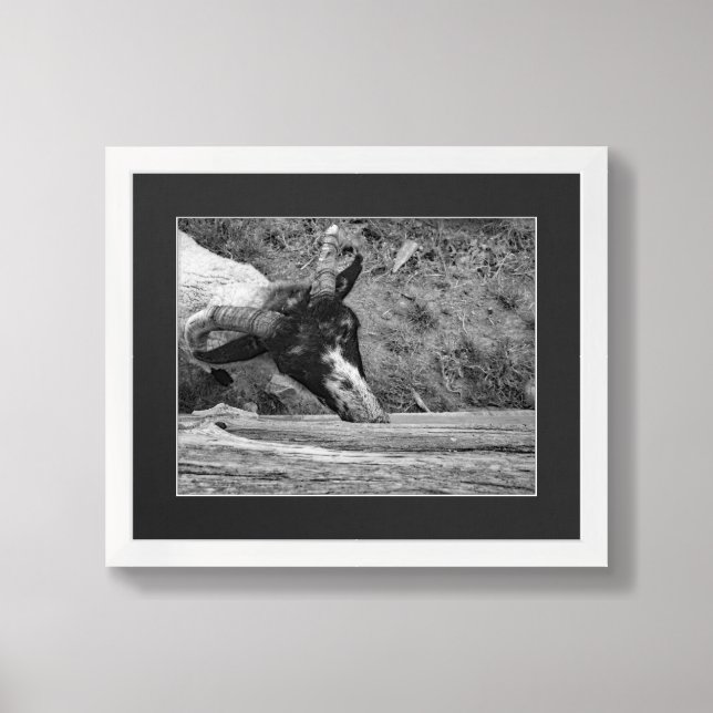Black And White Sheep Photograph Framed Art (Framed Front)