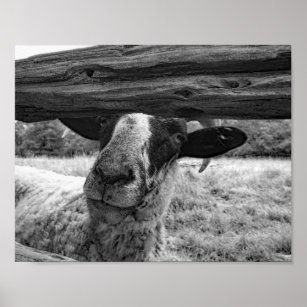 Black And White Sheep Photograph Poster
