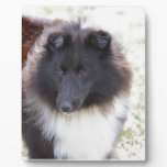 Black and White Sheltie Plaque