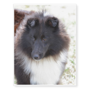 Black and White Sheltie Temporary Tattoos