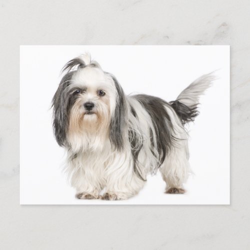 Black And White Shih Tzu Puppy Dog Postcard