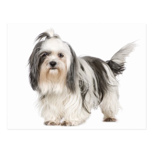 Black And White Shih Tzu Puppy Dog Postcard Zazzle Com