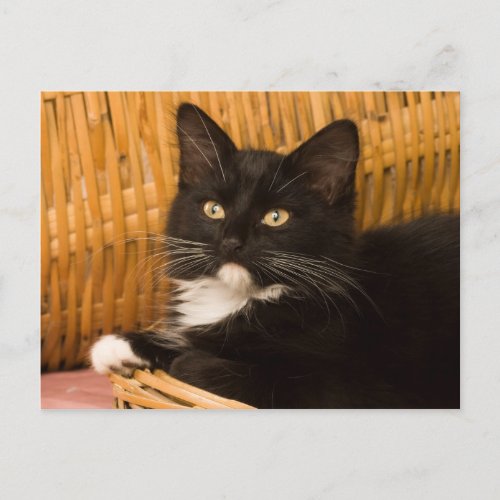 Black and White Short_Haired Kitten Postcard