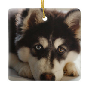 Black and white siberian husky ceramic ornament