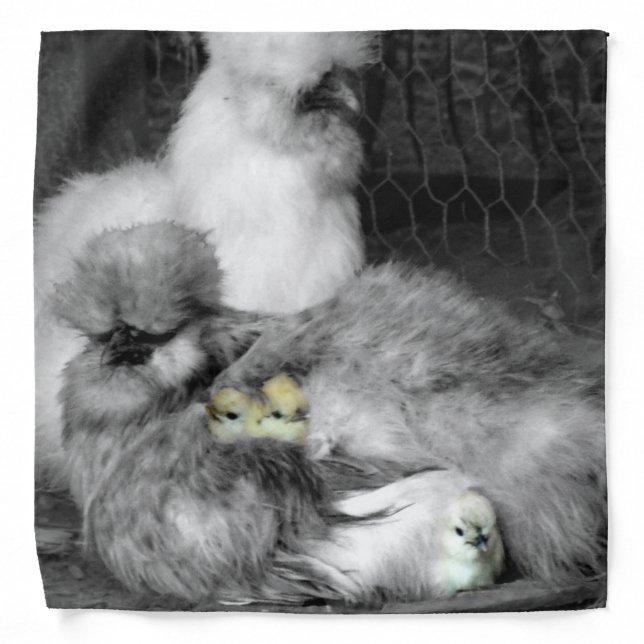 Black and White Silkie Chickens with yellow Chicks Bandana (Front)