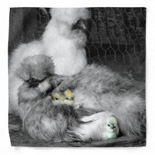 Black and White Silkie Chickens with yellow Chicks Bandana