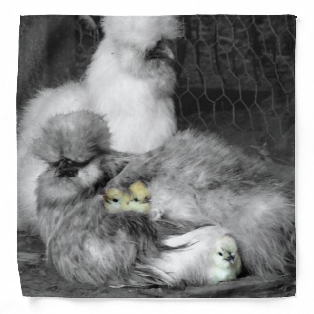 Black and White Silkie Chickens with yellow Chicks Bandana (Front)