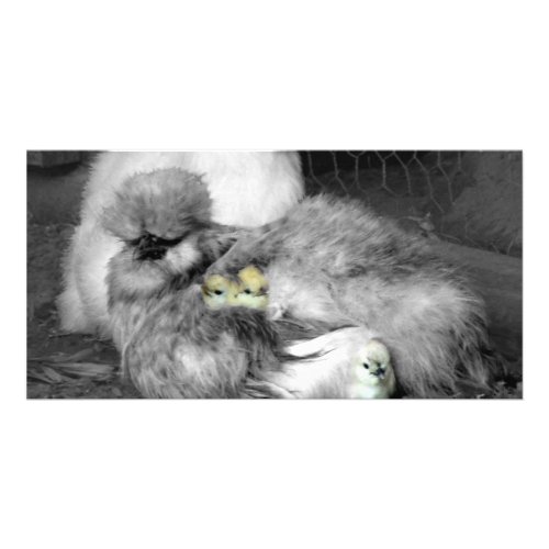 Black and White Silkie Chickens with yellow Chicks Card