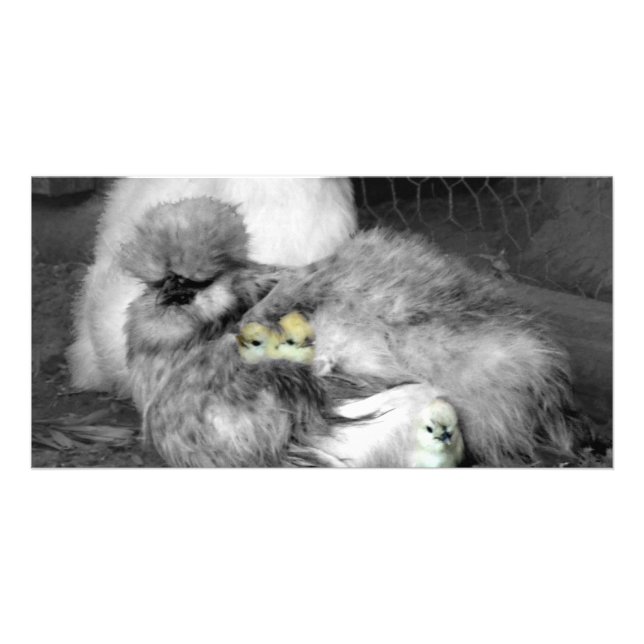 Black and White Silkie Chickens with yellow Chicks Card (Front)