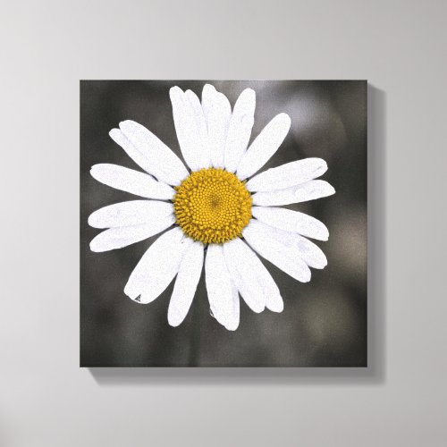 Black and White Single Wet Daisy Yellow Centre Canvas Print