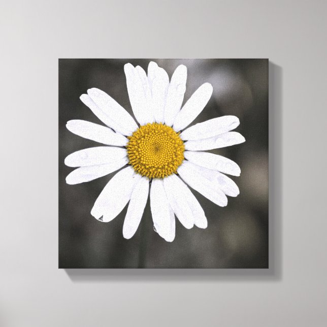 Black and White Single Wet Daisy Yellow Centre Canvas Print (Front)