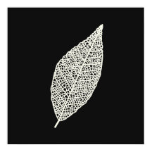 Black and White Skeleton Leaf line art