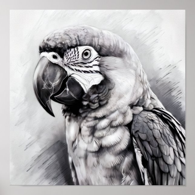  black and white sketch of a macaw poster (Front)