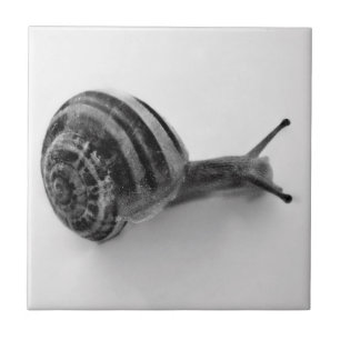 Black and white snail ceramic tile