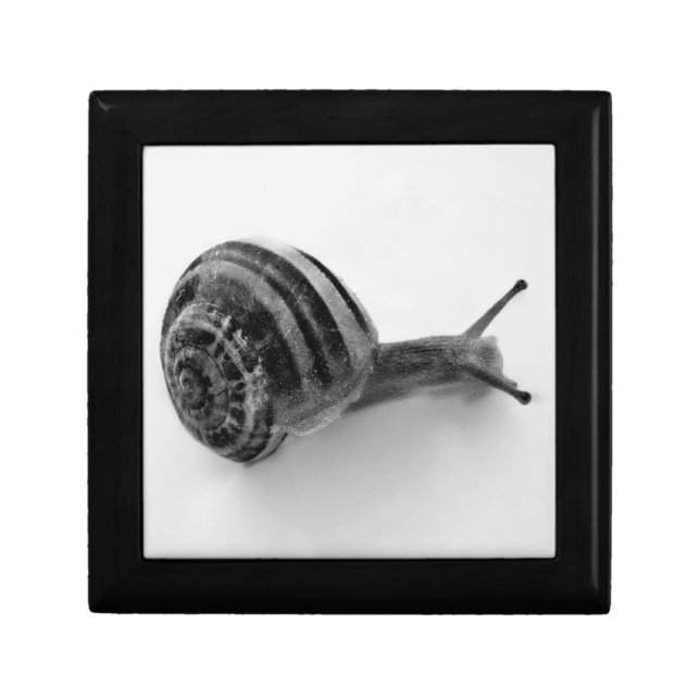 Black and white snail gift box (Front)