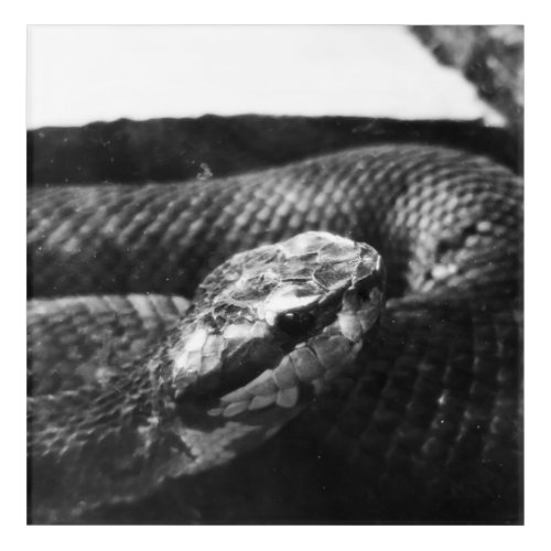 Black and white snake acrylic print