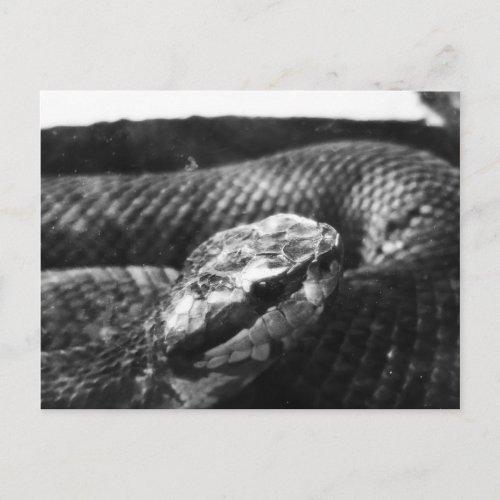 Black and white snake postcard