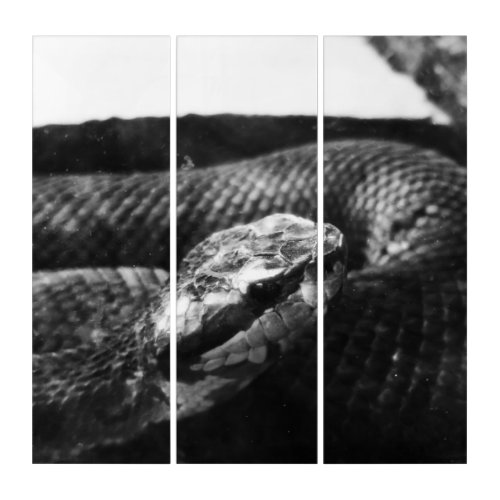 Black and white snake triptych
