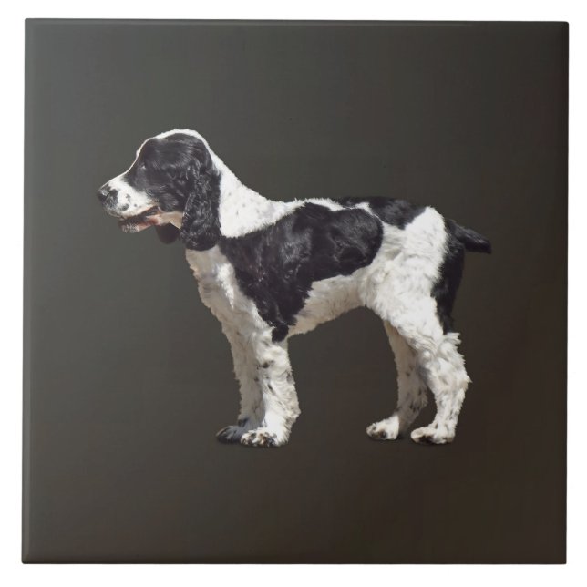 Black and White Spaniel Ceramic Tile (Front)