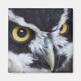 Black and White Spectacled Owl Magnet