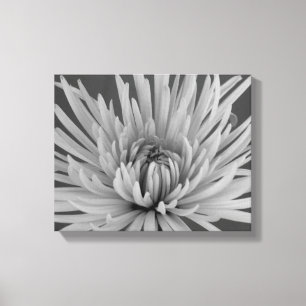 Black and White Spider Chrysanthemum Flower Canvas Print